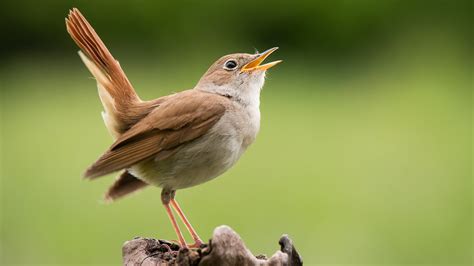 When these birds chirp at night, they alert their prey to their presence, prompting them to rely on evasive strategies like hiding or fleeing to survive. On the other hand, the chirping of diurnal birds at night can inadvertently draw the attention of predators. For instance, a bird chirping at night due to disruption may find itself at ...